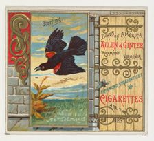Starling, from the Birds of America series (N37) for Allen & Ginter Cigarettes, 1888. Creator: Allen & Ginter