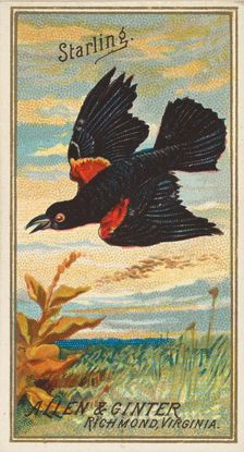 Starling, from the Birds of America series (N4) for Allen & Ginter Cigarettes Brands, 1888. Creator: Allen & Ginter