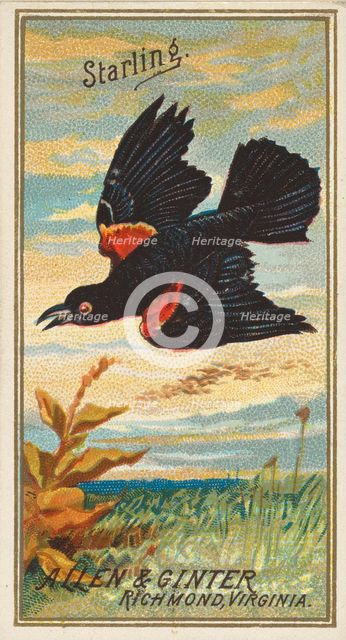 Starling, from the Birds of America series (N4) for Allen & Ginter Cigarettes Brands, 1888. Creator: Allen & Ginter.
