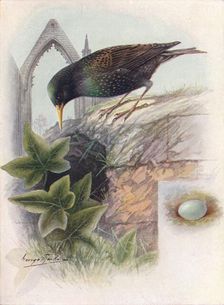 Starling - Stur'nus vulga'ris c1910, (1910). Artist: George James Rankin