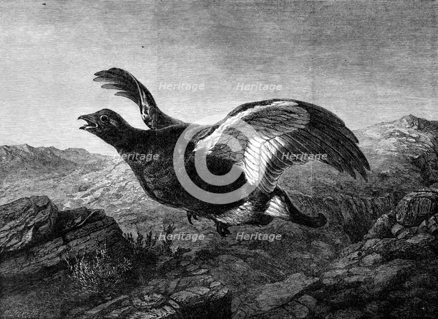 "Startled," by Harrison Weir, in the Exhibition of the Institute of Painters in Water Colours, 1864. Creator: Mason Jackson.