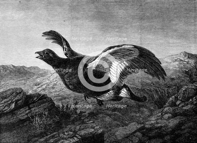 "Startled," by Harrison Weir, in the Exhibition of the Institute of Painters in Water Colours, 1864. Creator: Mason Jackson.