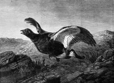"Startled," by Harrison Weir, in the Exhibition of the Institute of Painters in Water Colours, 1864. Creator: Mason Jackson