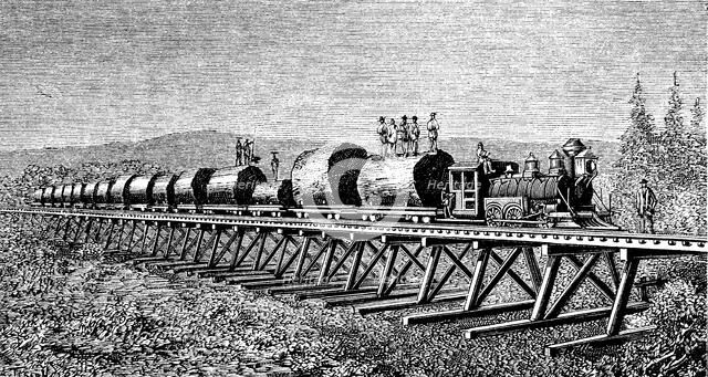 Steam train carrying trunks of giant trees in California, engraving of 1886.