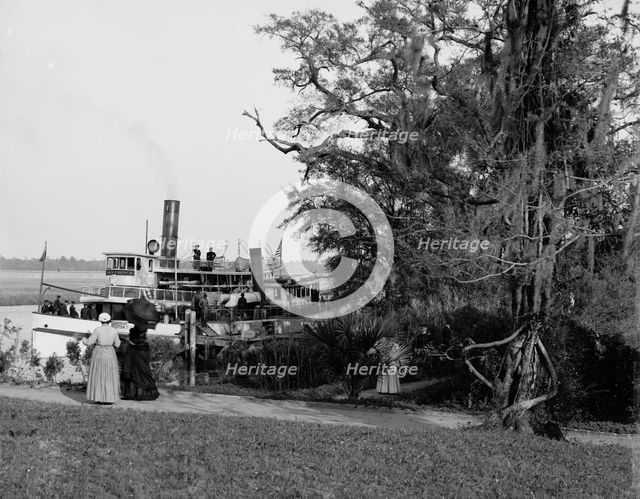 Steamer landing, Magnolia-on-the-Ashley, Charleston, S.C., between 1900 and 1910. Creator: Unknown.