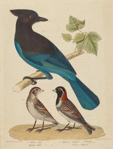 Stellar's Jay, Lapland Longspur and Female. Creator: Alexander Lawson