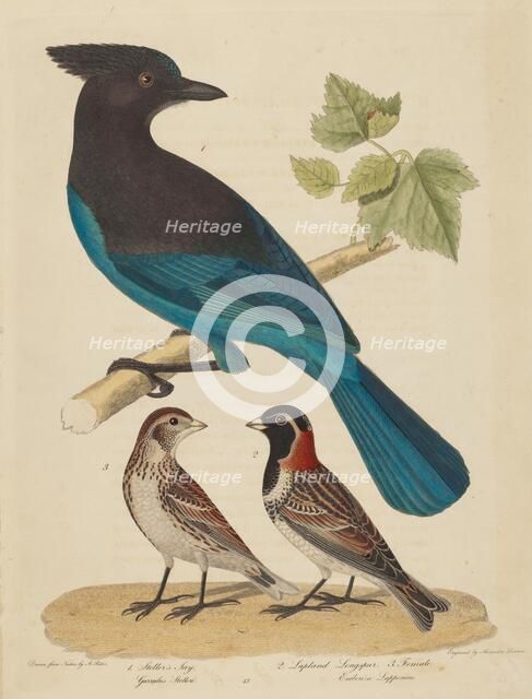 Stellar's Jay, Lapland Longspur and Female. Creator: Alexander Lawson.