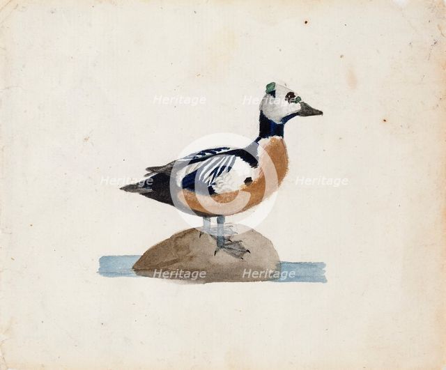 Steller's Eider, 1830-1831. Creator: Ferdinand von Wright.