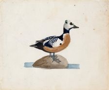 Steller's Eider, 1830-1831. Creator: Ferdinand von Wright