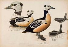 Steller's Eider, Male, 1836-1839. Creator: Magnus von Wright