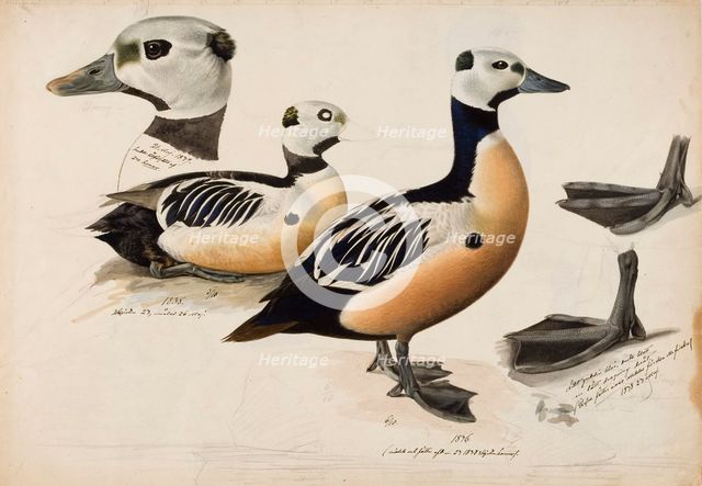 Steller's Eider, Male, 1836-1839. Creator: Magnus von Wright.