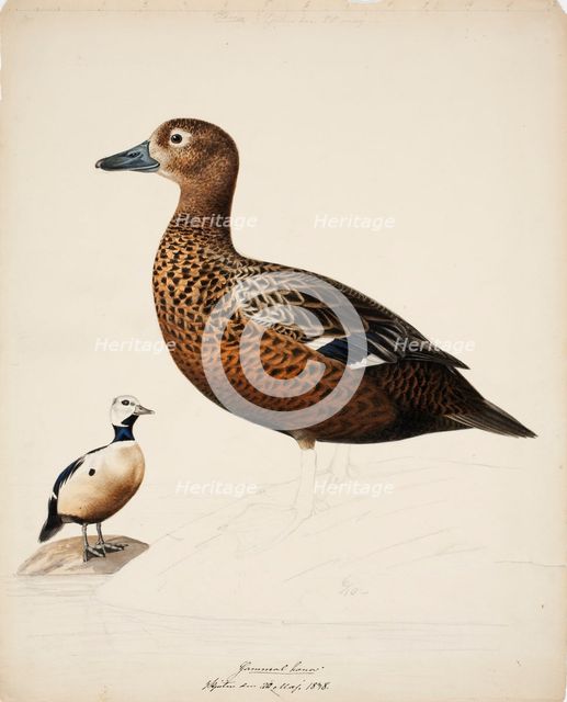 Steller's Eider; unfinished, 1838. Creator: Magnus von Wright.