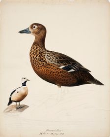 Steller's Eider; unfinished, 1838. Creator: Magnus von Wright