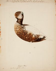 Steller's Eider, Young Male; unfinished, 1841. Creator: Magnus von Wright