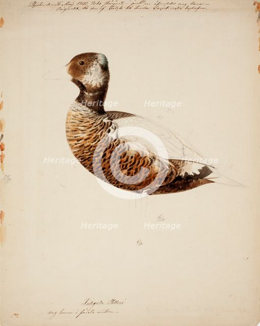 Steller's Eider, Young Male; unfinished, 1841. Creator: Magnus von Wright.