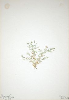 Stelleria leata, 1917. Creator: Mary Vaux Walcott