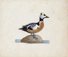 Steller's Eider, 1830-1831. Creator: Ferdinand von Wright
