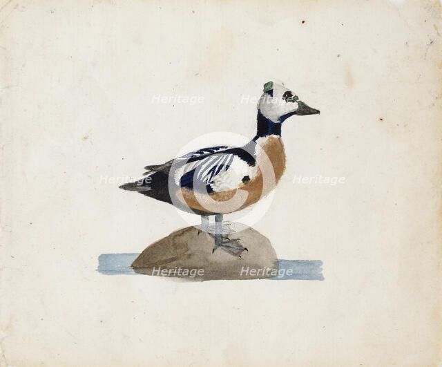 Steller's Eider, 1830-1831. Creator: Ferdinand von Wright.