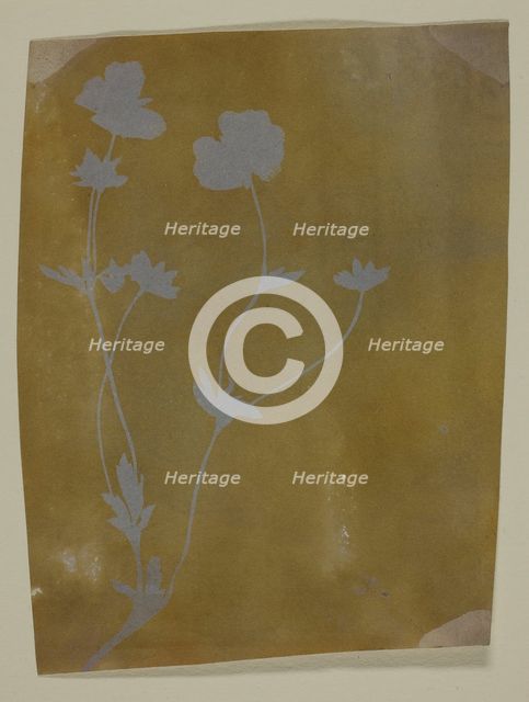 Stem of Leaves and Flowers, c. 1835/37. Creator: William Henry Fox Talbot.