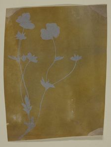 Stem of Leaves and Flowers, c. 1835/37. Creator: William Henry Fox Talbot