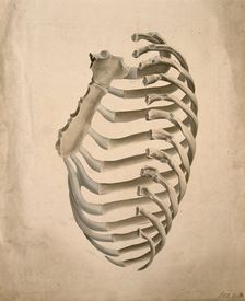 Sternum and right side of rib cage, seen from behind, 1831. Creator: GE Blenkins