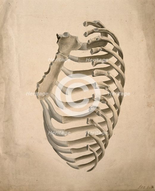 Sternum and right side of rib cage, seen from behind, 1831. Creator: GE Blenkins.
