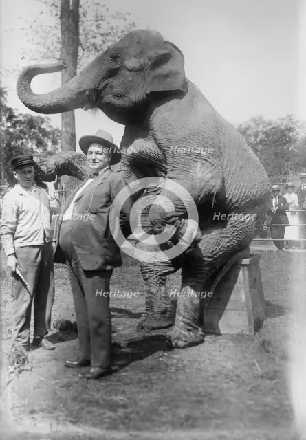 Stewart & elephant, between c1915 and c1920. Creator: Bain News Service.