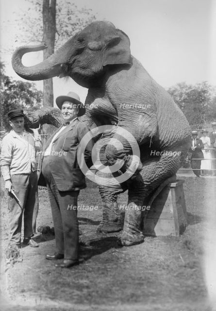 Stewart & elephant, between c1915 and c1920. Creator: Bain News Service.