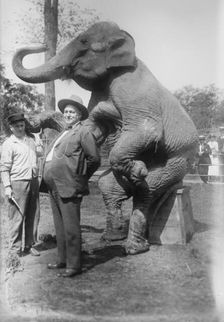 Stewart & elephant, between c1915 and c1920. Creator: Bain News Service