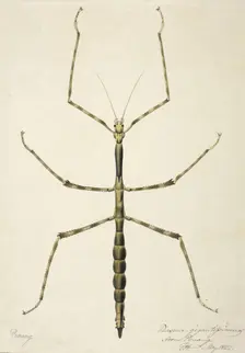 Stick insect, c1820. Creator: Unknown