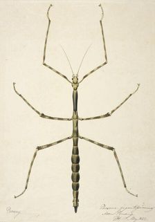 Stick insect, c1820. Creator: Unknown