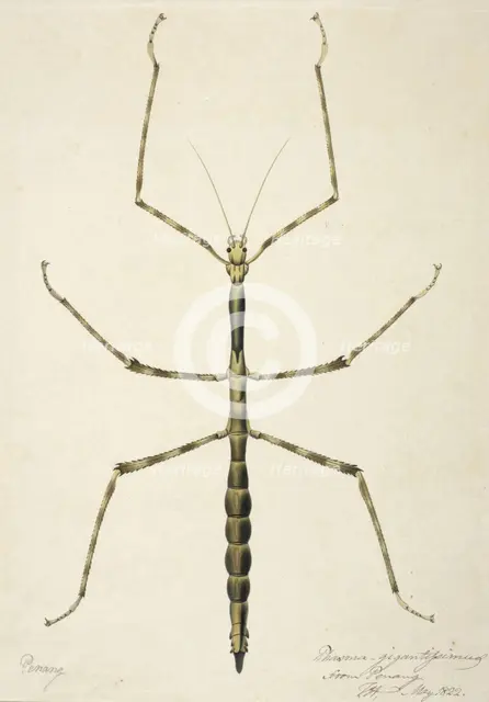 Stick insect, c1820. Creator: Unknown.