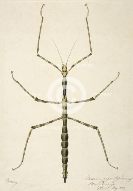 Stick insect, c1820. Creator: Unknown.