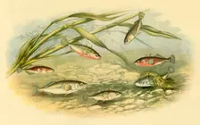 Sticklebacks 1879, (1943). Creator: Alexander Francis Lydon