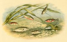 Sticklebacks 1879, (1943). Creator: Alexander Francis Lydon