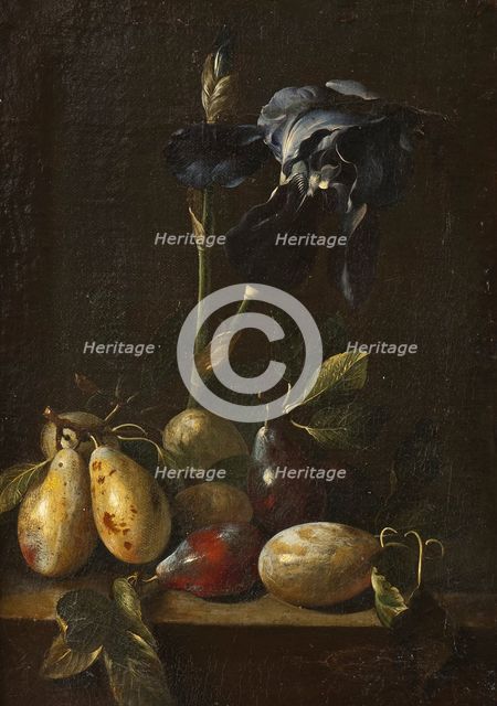Still Life with an Iris and Plums. Creator: Attributed to Pietro Paolo Bonzi  (1576-1636).