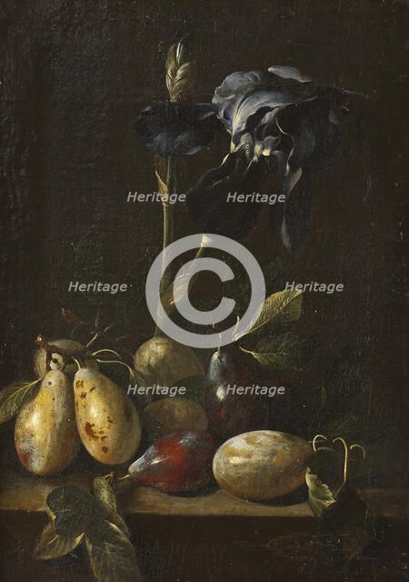 Still Life with an Iris and Plums. Creator: Attributed to Pietro Paolo Bonzi  (1576-1636).