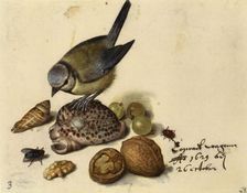 Still Life with Blue Tit, Shells, Fruits and Insects, 1629. Creator: Flegel, Georg (1566-1638)
