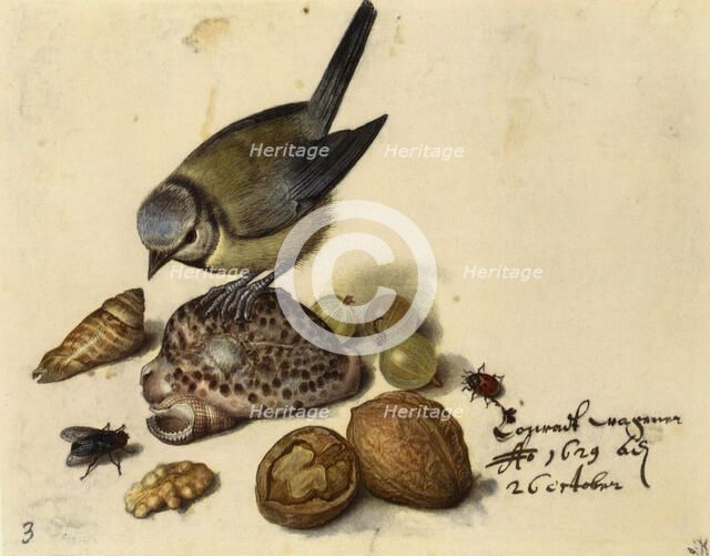 Still Life with Blue Tit, Shells, Fruits and Insects, 1629. Creator: Flegel, Georg (1566-1638).