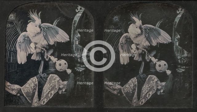 Still-Life with Cockatoo, Ornamental Ball, Lace, Peacock Feathers, 1850s. Creator: Thomas Richard Williams.