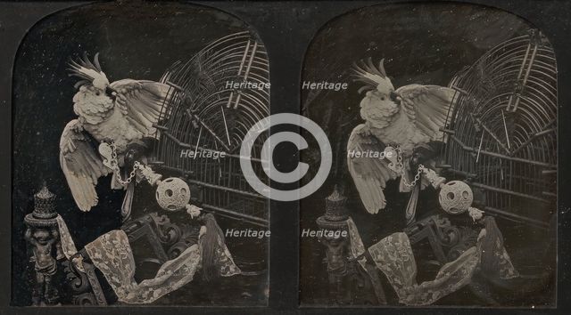 Still-Life with Cockatoo, Ornamental Ball, Lace, Statuette, 1850s. Creator: Thomas Richard Williams.