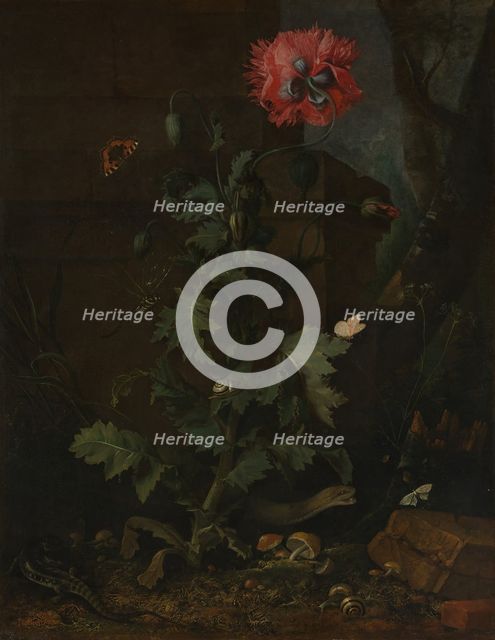 Still Life with Poppy, Insects, and Reptiles, ca. 1670. Creator: Otto Marseus van Schrieck.