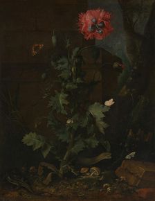 Still Life with Poppy, Insects, and Reptiles, ca. 1670. Creator: Otto Marseus van Schrieck