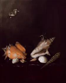 Still Life with Shells and Insects, 1656. Creator: Pieter van de Venne