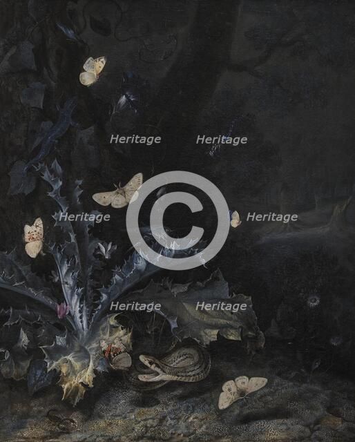 Still Life with Thistle and Snake, 1663. Creator: Otto Marseus van Schrieck.