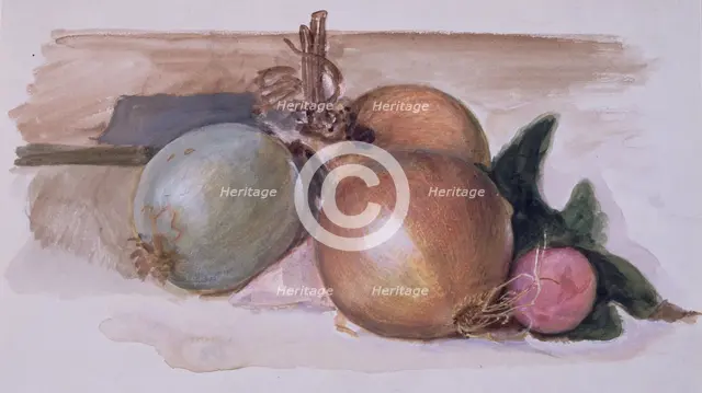 Still-Life - Study of Onions, 1871-75. Creator: Sir Edward Coley Burne-Jones.