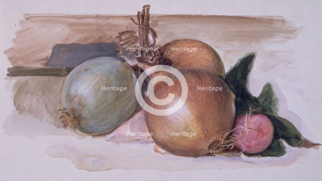Still-Life - Study of Onions, 1871-75. Creator: Sir Edward Coley Burne-Jones.
