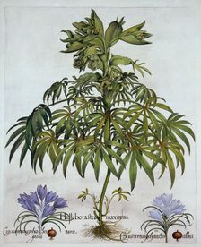 Stinking Hellebore, and Two Kinds of Crocus, from Hortus Eystettensis by Basil Besler (1561-1629)