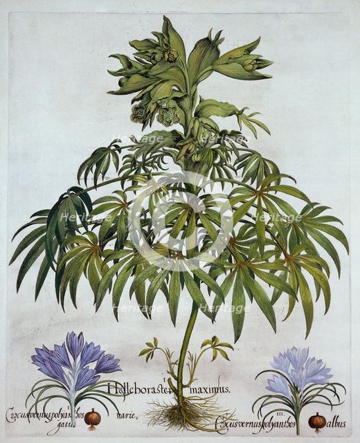Stinking Hellebore, and Two Kinds of Crocus, from 'Hortus Eystettensis', by Basil Besler (1561-1629)