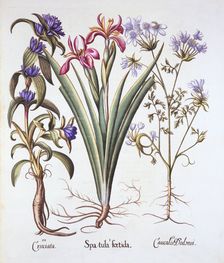 Stinking Iris, Orlaya, and Crosswort Gentian, from Hortus Eystettensis by Basil Besler (1561-1629